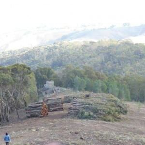 Via il bosco per alimentare la centrale a biomasse